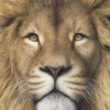 2021 Lion Full Drill Diy 5d Diamond Painting Kits UK