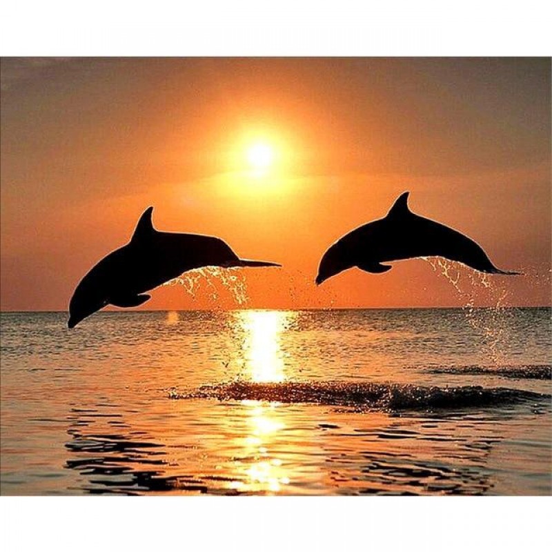 2021 Dolphin Full Dr...