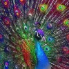 2021 Peacock Full Drill Diy Diamond Painting Kits UK