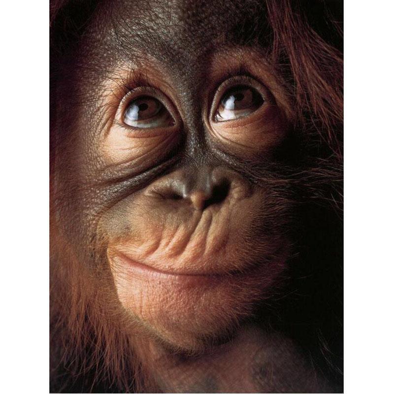 2021 Monkey Full Dri...