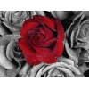 2021 Rose 5d Diy Diamond Painting Kits UK