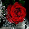 2021 Rose 5d Diy Diamond Painting Kits UK