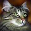 2021 Cat Diy Diamond Painting Kits UK