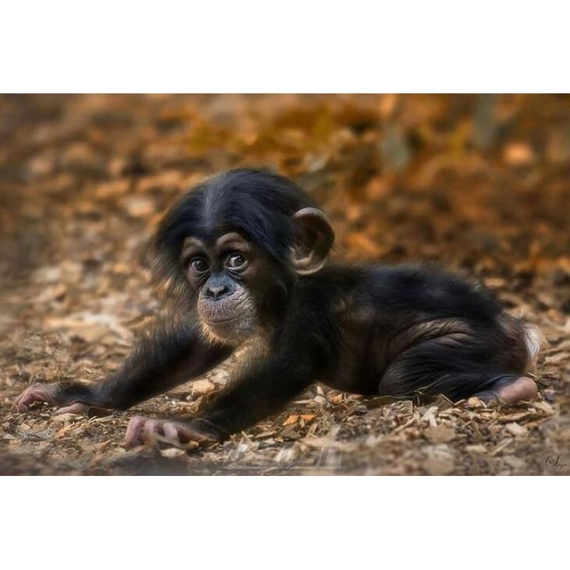 2021 Monkey Full Dri...