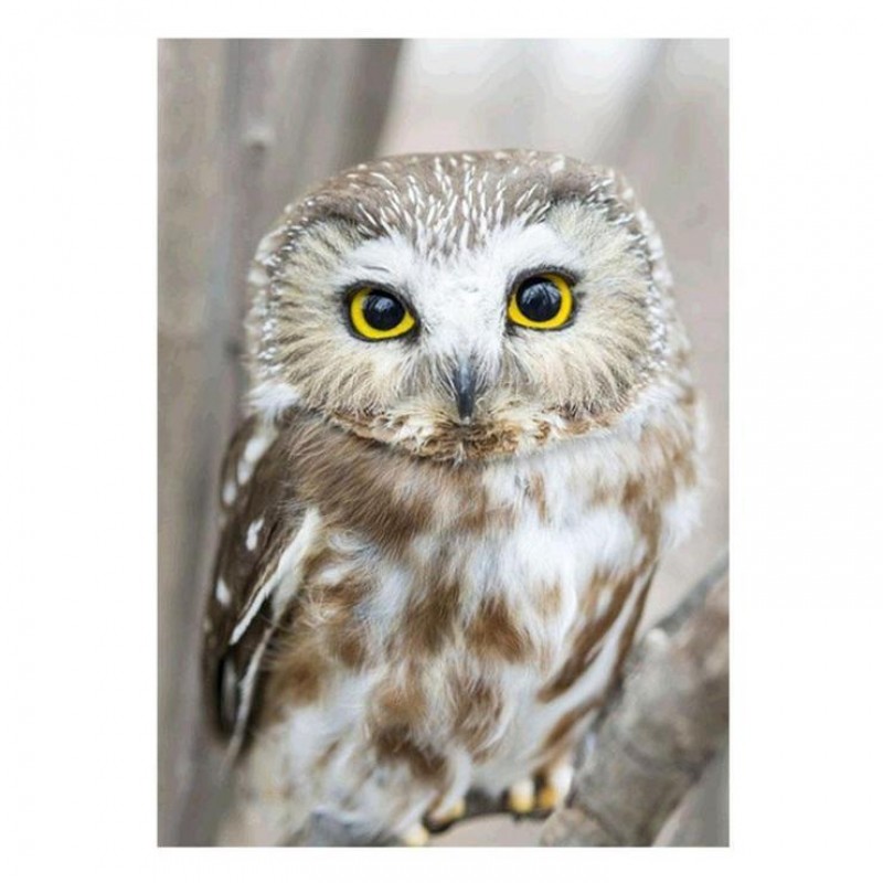 2021 Owl Full Drill ...