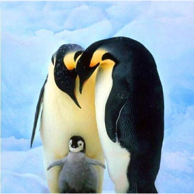 2021 Penguin Full Dr...