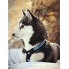 2021 Dog Diy Diamond Painting Kits UK 