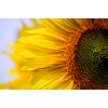 2021 Sunflowers 5d Diy Diamond Painting Kits UK