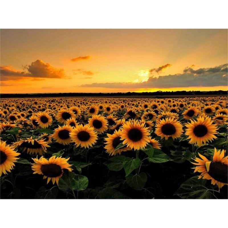2021 Sunflowers 5d Diy Di...