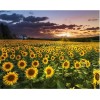 2021 Sunflowers 5d Diy Diamond Painting Kits UK