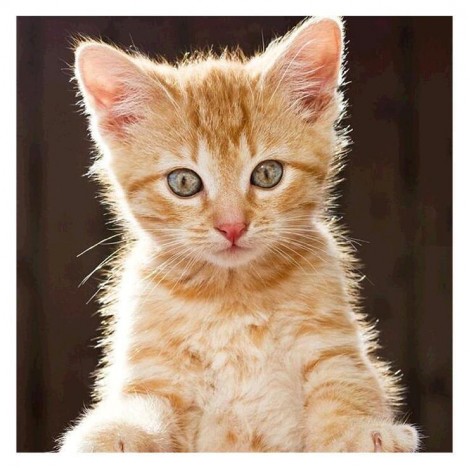 2021 Cat Diy Diamond Painting Kits UK