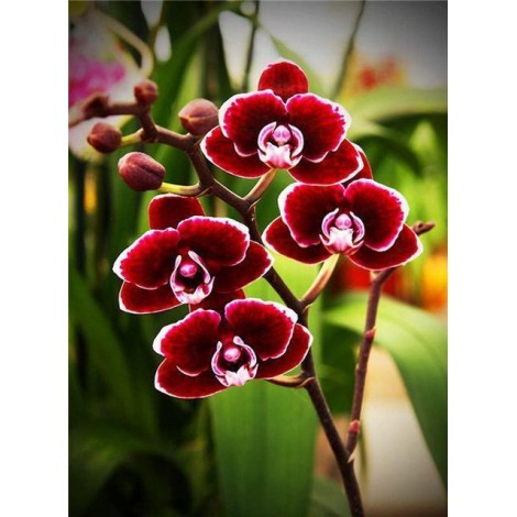 2021 Full Drill 5d Diy Diamond Painting Kits UK