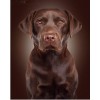 2021 Dog Diy Diamond Painting Kits UK